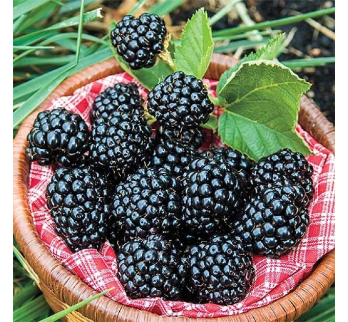 Саженцы ежевики сорт Arapaho 2 летние, конт. 2 л