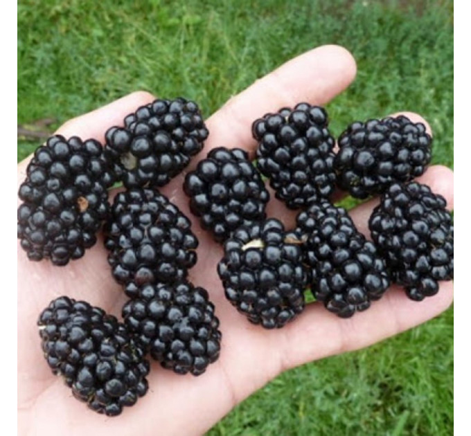 Саженцы ежевики Чачанская Бестрна, 2 года горшок 3 л