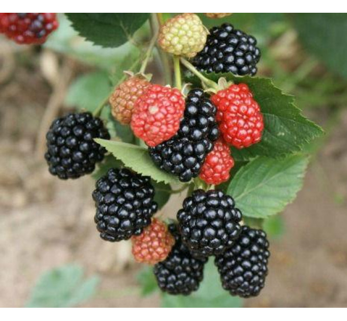 Саженцы ежевики Чачанская Бестрна, 2 года горшок 3 л