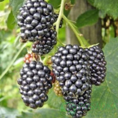 Саженцы ежевики Чачанская Бестрна, 2 года горшок 3 л