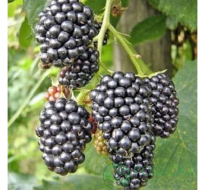 Саженцы ежевики Чачанская Бестрна, 2 года горшок 3 л