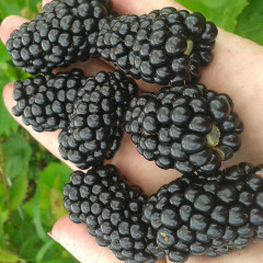 Ежевика сорт Прайм Арк Фридом, 3 года 7.5 л