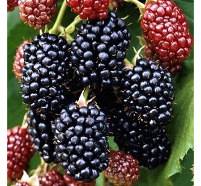 Саженцы ежевики сорт Аропахо, 3 года 7.5 л