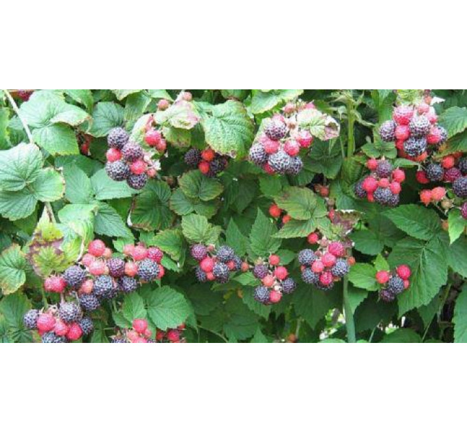 Саженцы ежевики сорт Бристоль, 3 летние 10 л