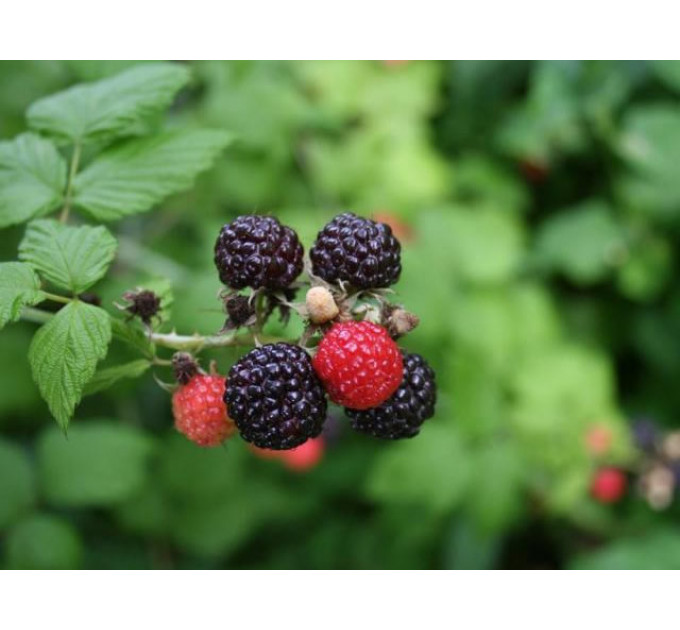 Саженцы ежевики сорт Бристоль, 3 летние 10 л