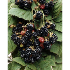Саженцы ежевики Black Satin (Блэк Сатин)
