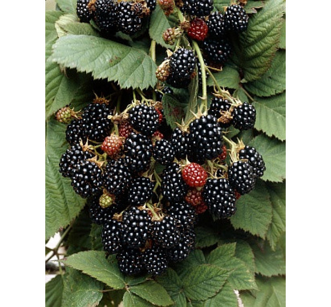 Саженцы ежевики Black Satin (Блэк Сатин)