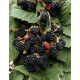 Саженцы ежевики Black Satin (Блэк Сатин)