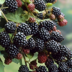 Саженцы ежевики Black Satin (Блэк Сатин), конт. 3 л