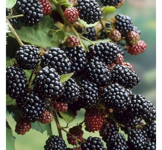 Саженцы ежевики Black Satin (Блэк Сатин), конт. 3 л