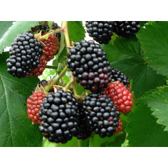 Ежевика Чака Бострна