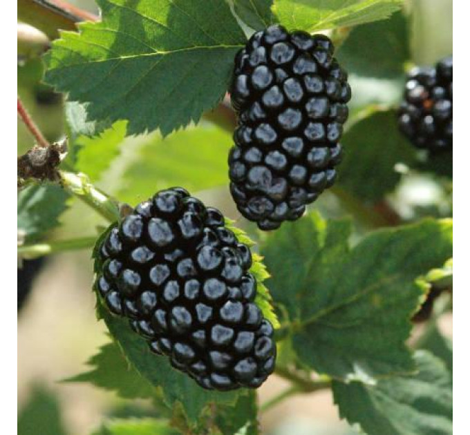 Саженцы ежевики сорт Arapaho, полуупакованая