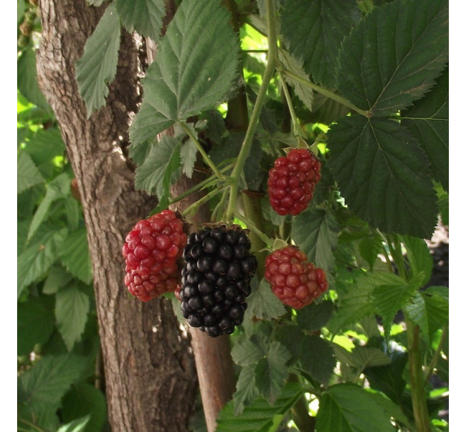 Саженцы ежевики сорт Relevant PBR, in vitro (полупакованные)