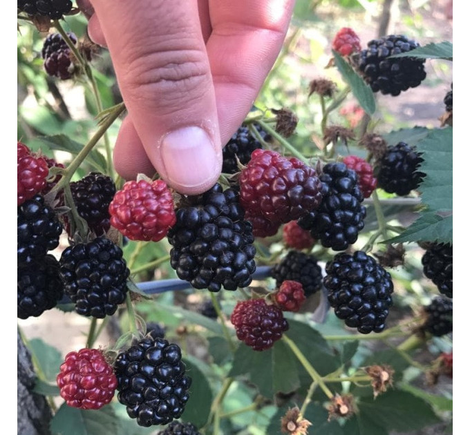 Саженцы ежевики сорт Relevant PBR, in vitro (полупакованные)