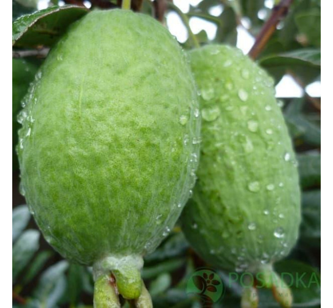 Саженцы фейхоа сорт Первенец 2 летние, конт. Р9