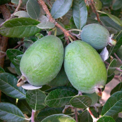 Саженцы фейхоа сорт Первенец 2 летние, конт. Р9