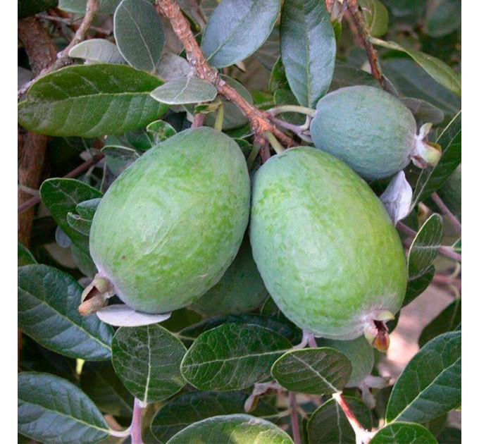 Саженцы фейхоа сорт Первенец 2 летние, конт. Р9