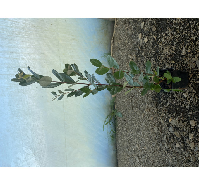 Саженцы фейхоа сорт Первенец 2 летние, конт. Р9