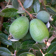 Саженцы фейхоа сорт Первенец 1 летние, конт. P9