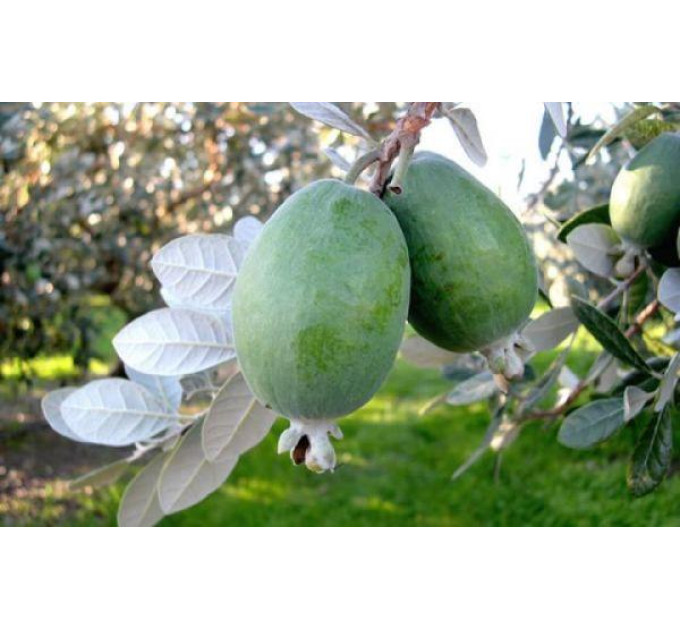 Саженцы фейхоа сорт Бессон 2 летние, горшок 7.5 л