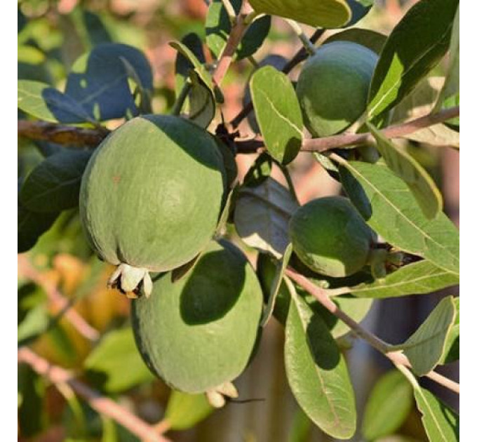Саженцы фейхоа сорт Бессон 2 летние, горшок 7.5 л
