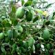 Саженцы фейхоа сорт Бессон 2 летние, горшок 7.5 л