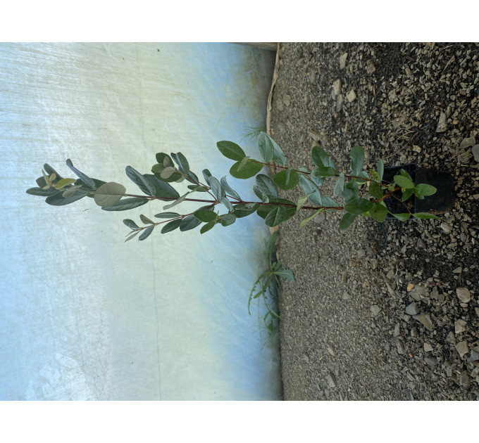 Саженцы фейхоа сорт Бессон 2 летние, горшок 7.5 л