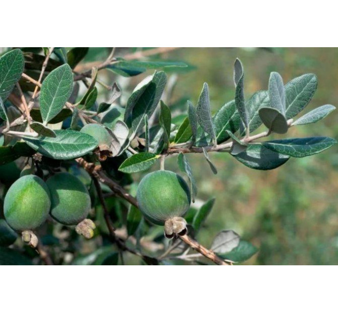 Саженцы фейхоа Первенец 2 летние, контейнер 7.5 л