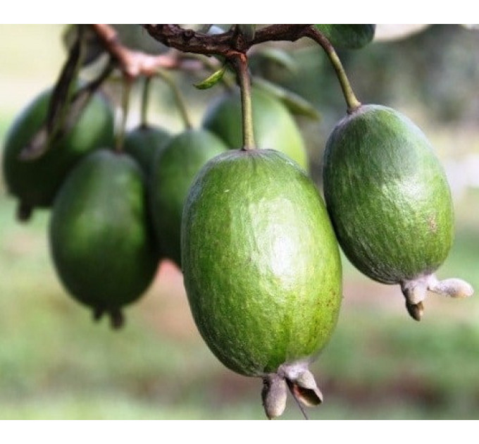 Саженцы фейхоа Первенец 2 летние, контейнер 7.5 л