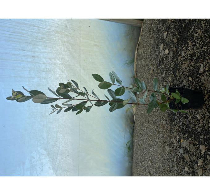 Саженцы фейхоа Первенец 2 летние, контейнер 7.5 л