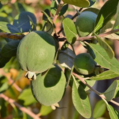 Саженцы фейхоа сорт Бессон 2 летние, конт. Р9