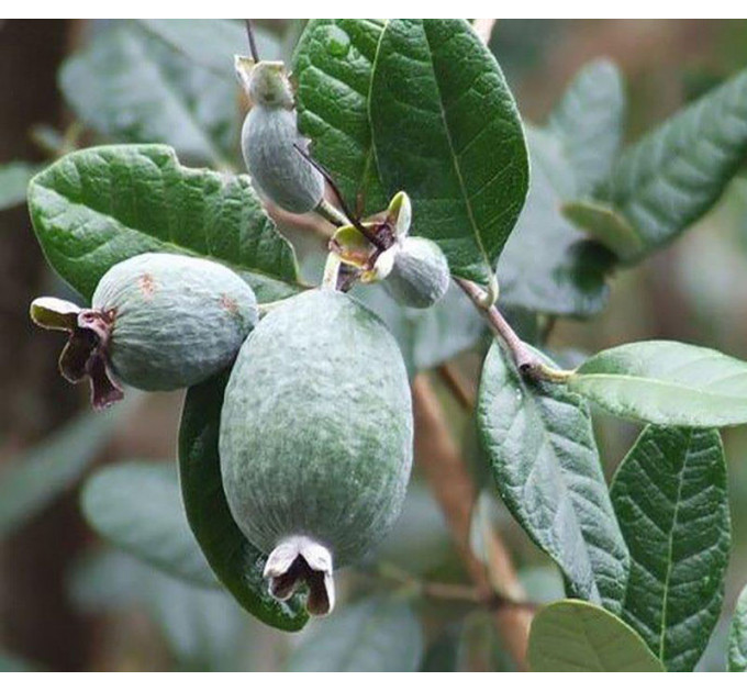 Саженцы фейхоа сорт Бессон 2 летние, конт. Р9