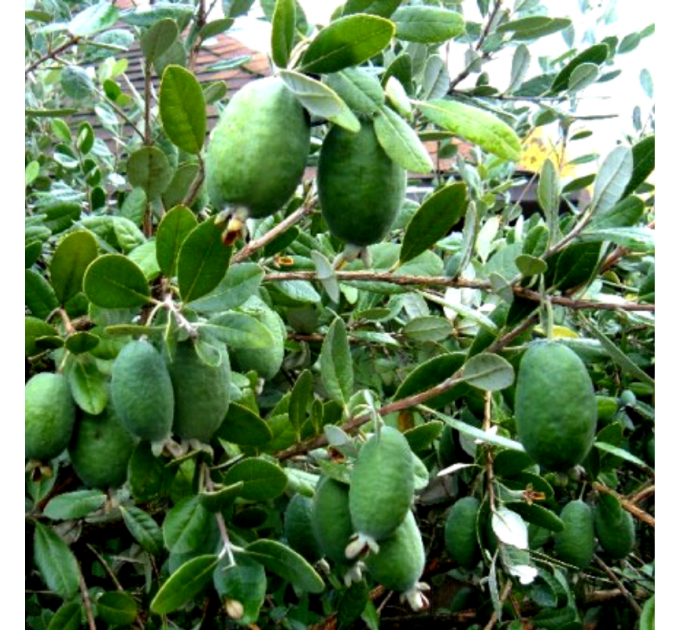 Саженцы фейхоа сорт Бессон 2 летние, конт. Р9