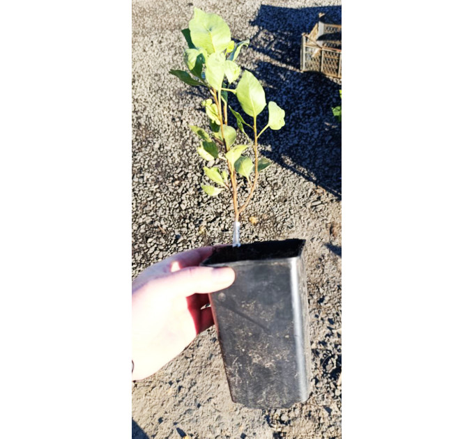 Саженцы фисташки сорт Альбина, 2 летние конт. 0.8 л