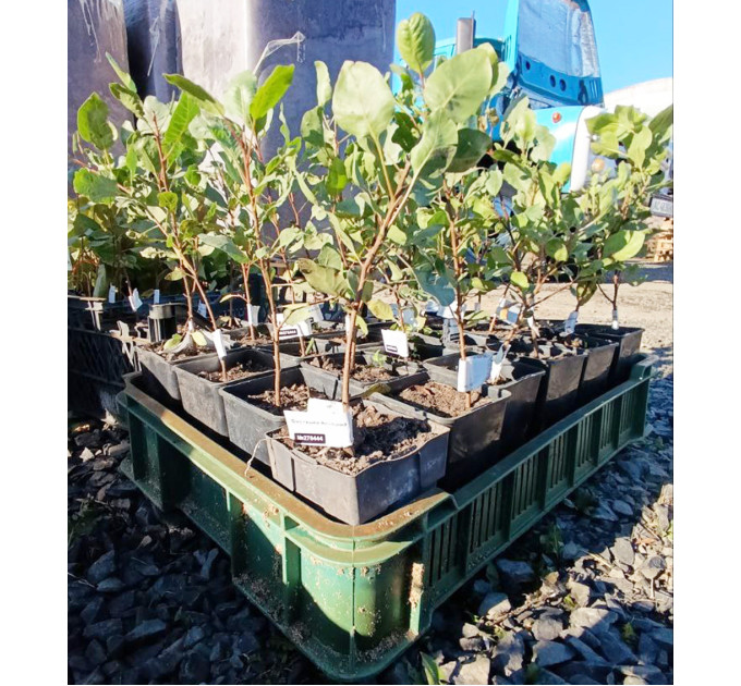 Саженцы фисташки сорт Альбина, 2 летние конт. 0.8 л