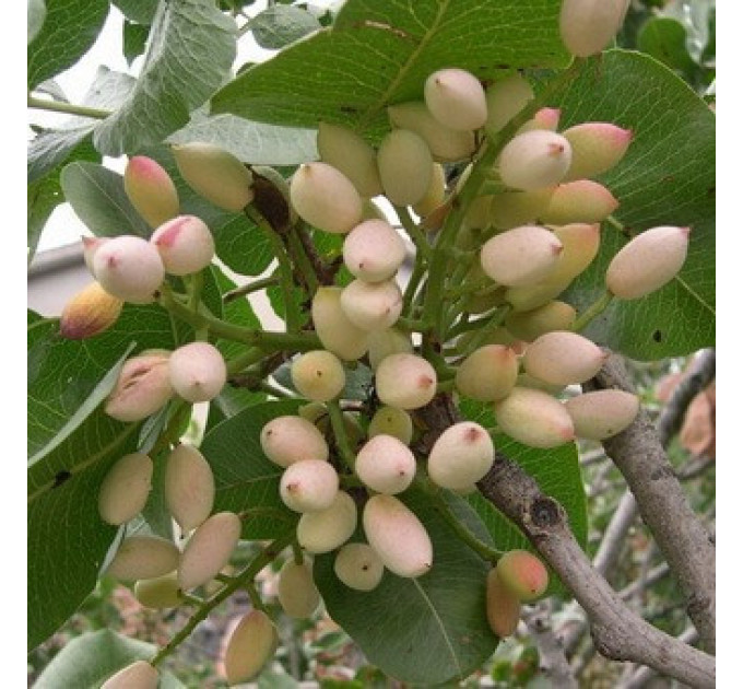 Саженцы фисташки сорт Горная Жемчужина, конт. P9