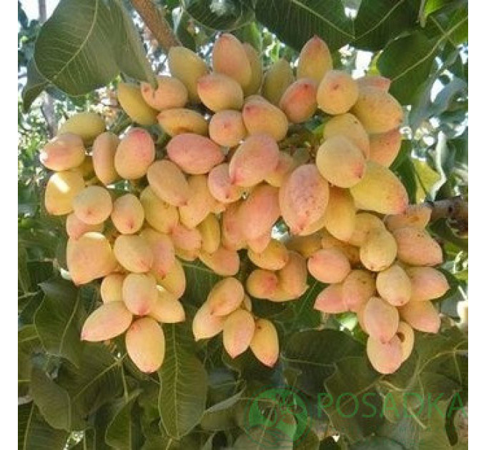 Саженцы фисташки сорт Альбина 1 летние, полуупакованние