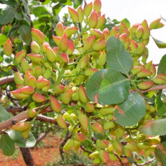 Саженцы фисташки сорт Альбина 1 летние, полуупакованние