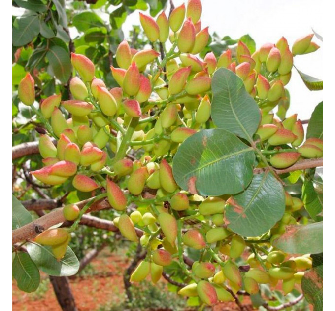 Саженцы фисташки сорт Альбина 1 летние, полуупакованние