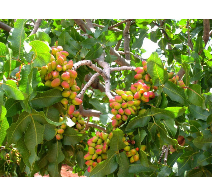 Саженцы фисташки сорт Альбина 1 летние, полуупакованние