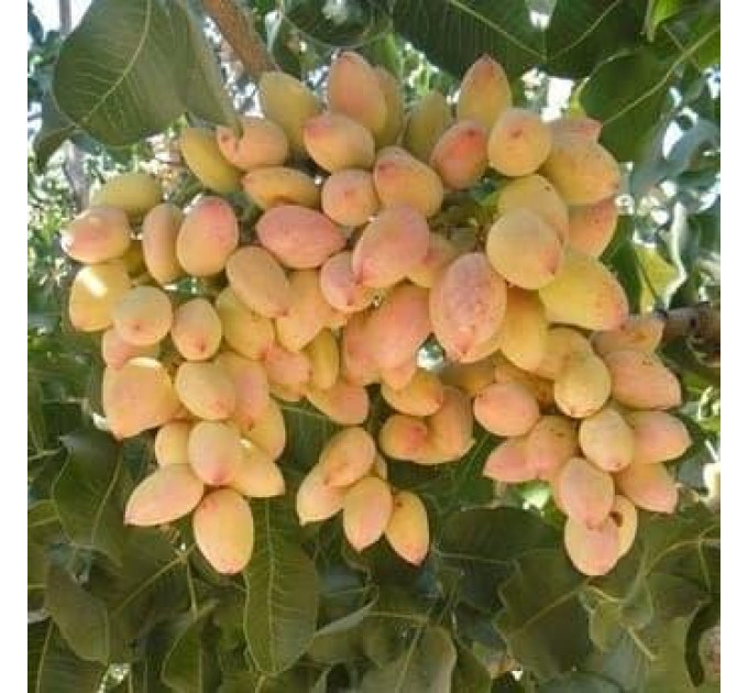 Саженцы фисташки сорт Горная жемчужина 1 летние, полуупакованние