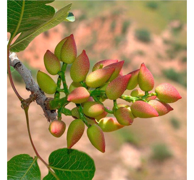 Саженцы фисташки сорт Горная жемчужина 1 летние, полуупакованние