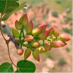 Саженцы фисташки сорт Горная Жемчужина 2 летние, конт. 0.8 л