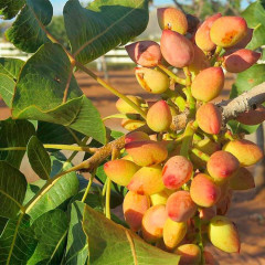 Саженцы фисташки сорт Киргизская 2 летние, конт. 0.8 л