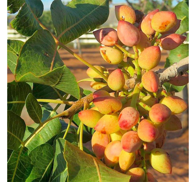 Саженцы фисташки сорт Киргизская 2 летние, конт. 0.8 л