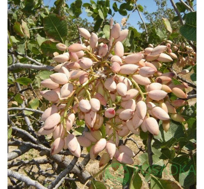 Саженцы фисташки сорт Киргизская 2 летние, конт. 0.8 л