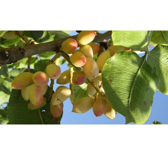 Саженцы фисташки сорт Киргизская 2 летние, конт. 0.8 л