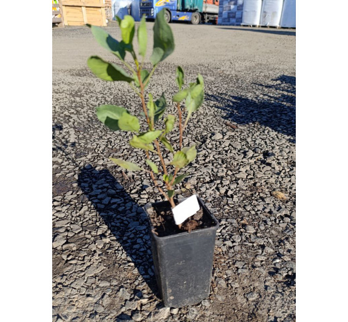 Саженцы фисташки сорт Киргизская 2 летние, конт. 0.8 л