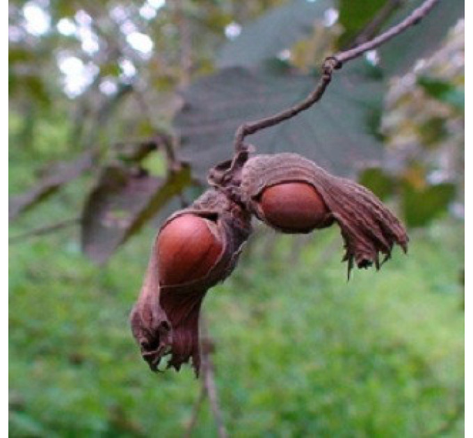 Фундук сорт Анаклиури, 2 лет (полуупакованные)