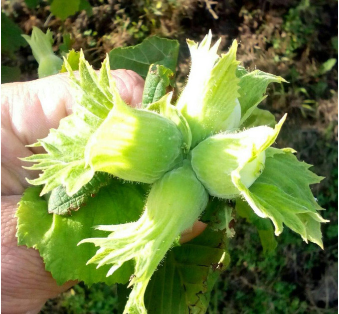 Фундук сорт Анаклиури, 2 лет (полуупакованные)